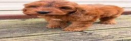 Cockapoo dogs for sale: F1 stunning cockapoos  - Advert 9