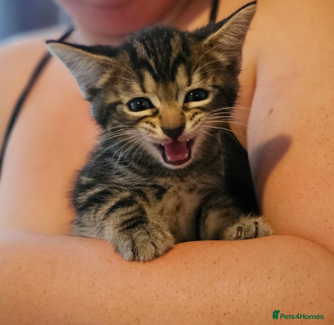 Mixed Breed cats for sale: Ragdoll/Tabby mixed kittens  - Image 4