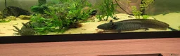 Axolotl reptiles for sale: Axolotls - 2 males and full tank set up in Kilmarnock - Advert 18