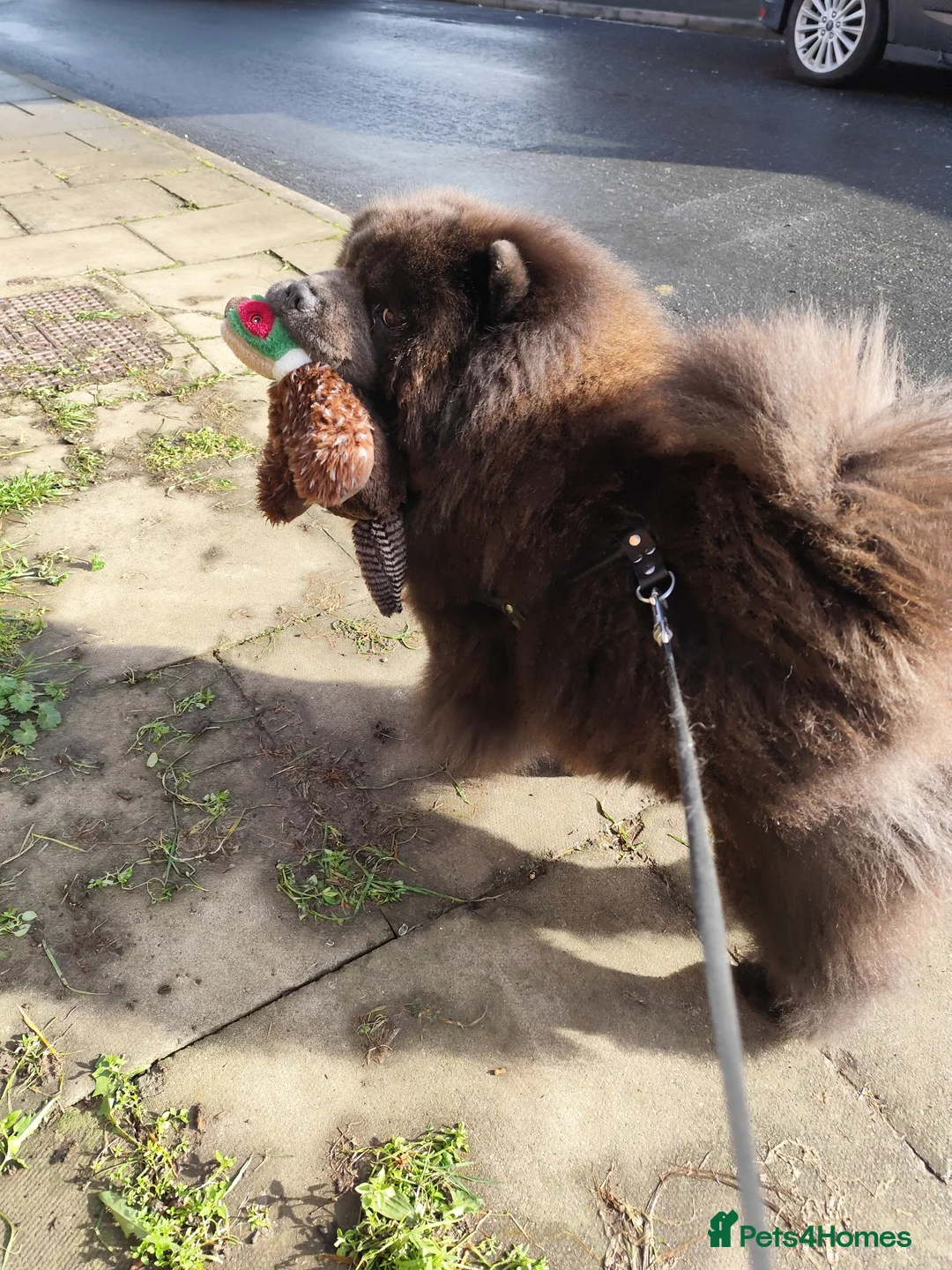 Chow Chow dogs for stud: Black chow chow for stud - Advert 1