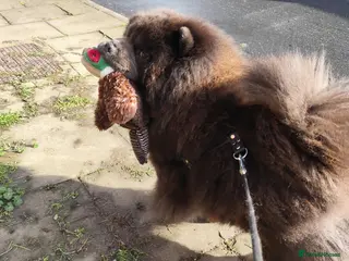 Chow Chow dogs Black chow chow for stud - Advert 1