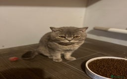 British Shorthair cats for sale: Adult female British Shorthair  - Image 5