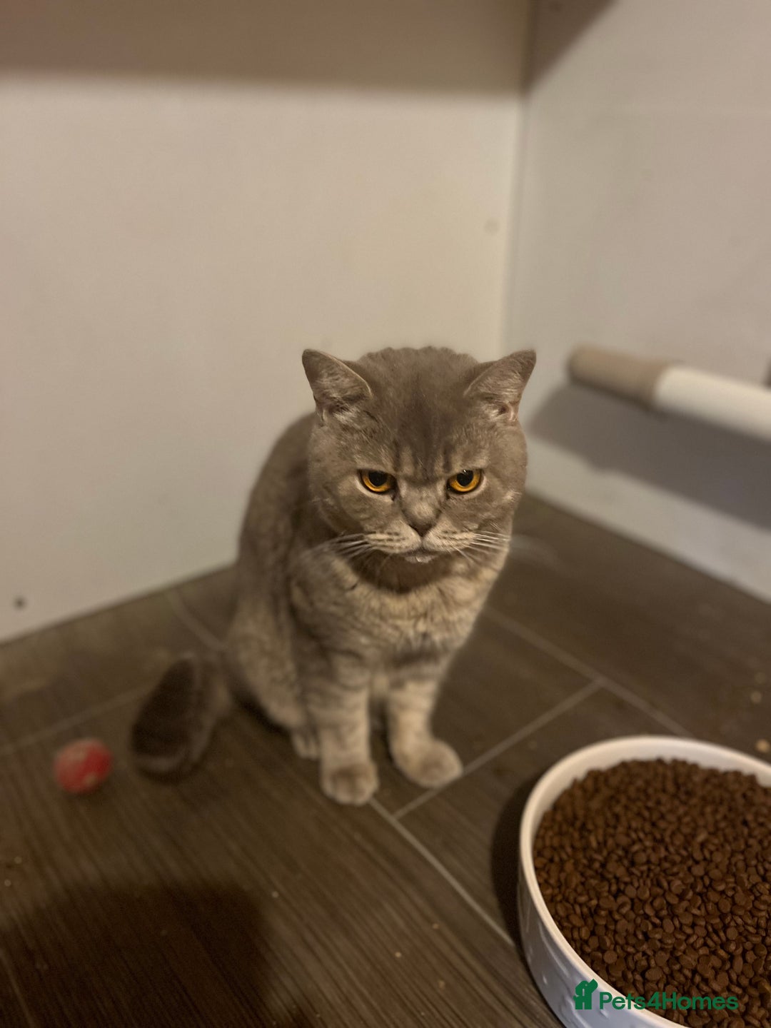 British Shorthair cats for sale: Adult female British Shorthair  - Image 5