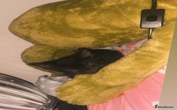 Domestic Shorthair cats for sale: kitten - Advert 3