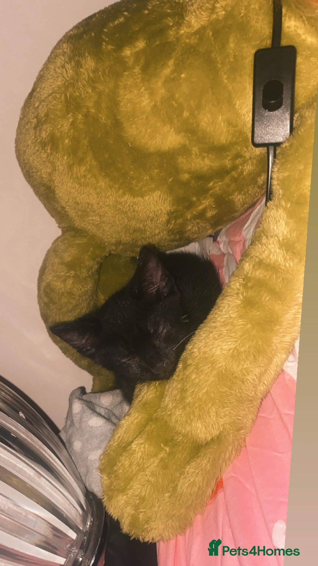 Domestic Shorthair cats for sale: kitten - Advert 3