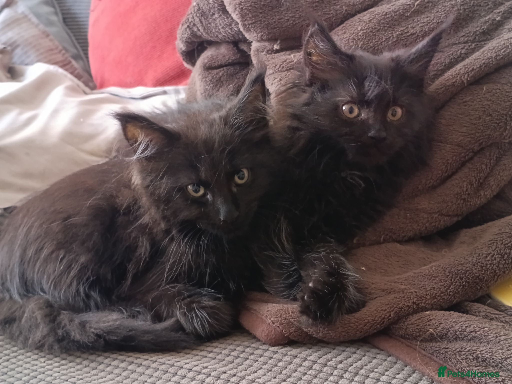 Maine Coon cats BIG smoke Boys and Tortie girls 😍 - Advert 2