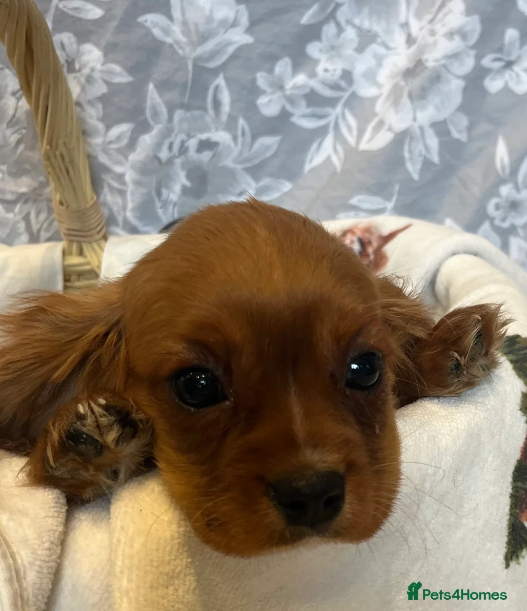 Cavalier King Charles Spaniel dogs for sale: Cavalier King Charles spaniel puppies - Advert 2