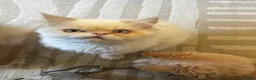 Persian cats for sale: Vaccinated 4 Beautiful Persian Chinchilla Kittens  - Advert 22