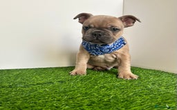 French Bulldog dogs for sale: 5 French bulldog puppy’s  - Image 17