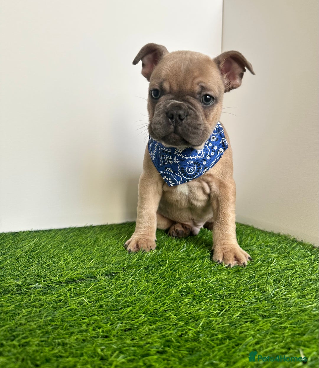 French Bulldog dogs for sale: 5 French bulldog puppy’s  - Image 17