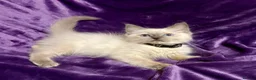 Ragdoll cats for sale: Beautiful GCCF Ragdoll Kittens  - Advert 4