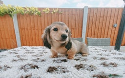 Miniature Dachshund dogs for sale: Long haired Shaded cream, 5 ⭐ licenced breeder - Image 4