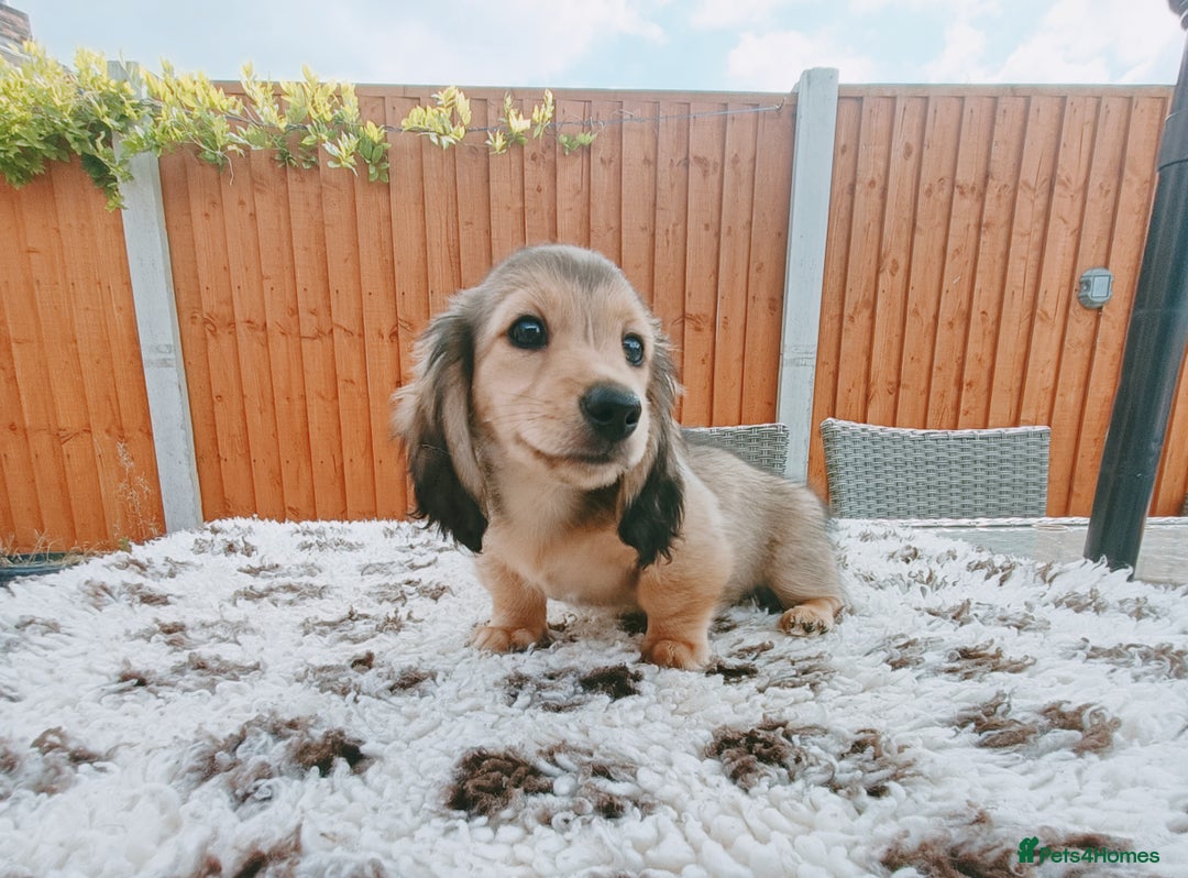 Miniature Dachshund dogs for sale: Long haired Shaded cream, 5 ⭐ licenced breeder - Image 4
