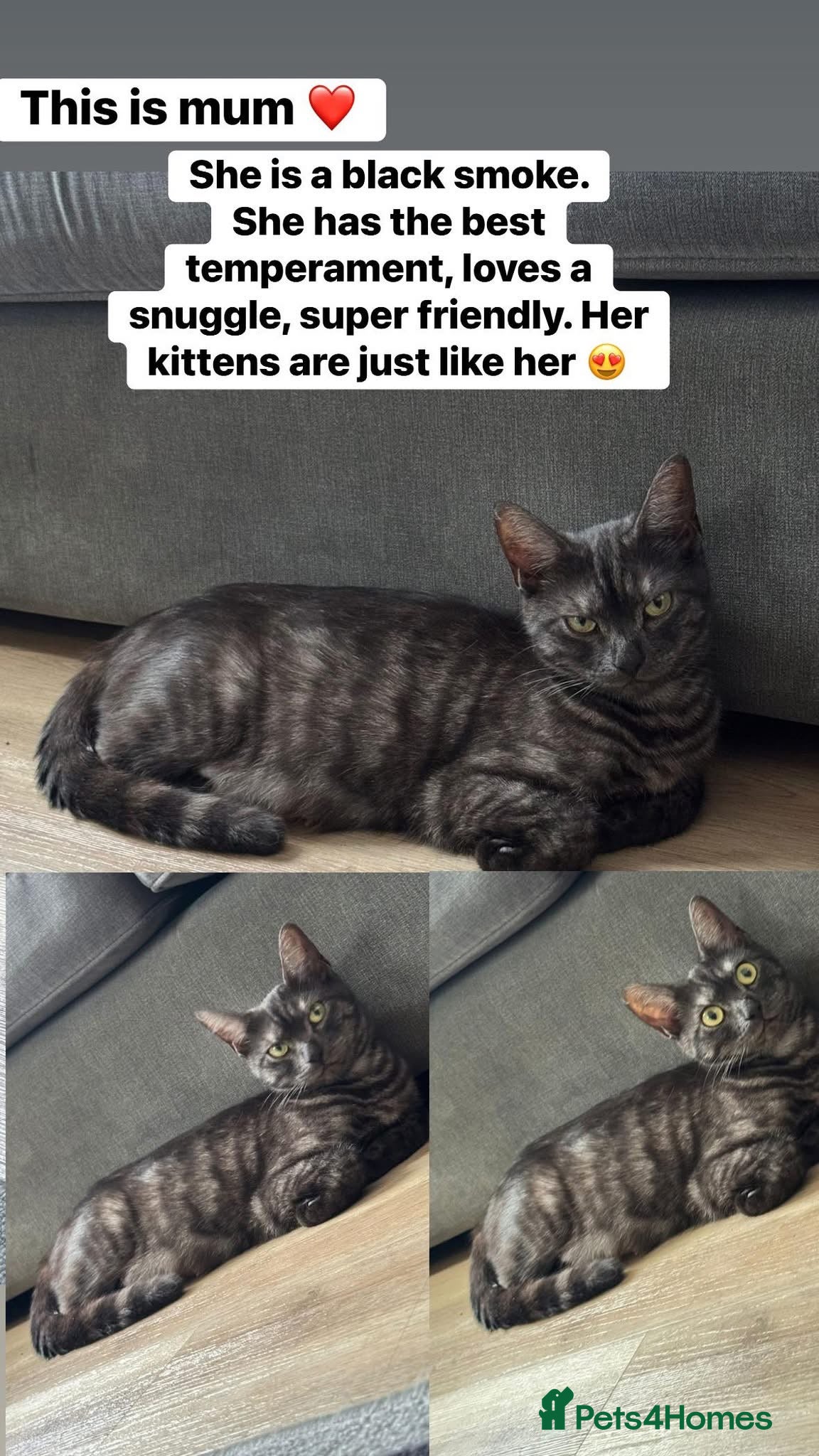 British Shorthair cats Beautiful kittens from black smoke mum  - Advert 3