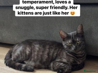 British Shorthair cats Beautiful kittens from black smoke mum - Advert 3