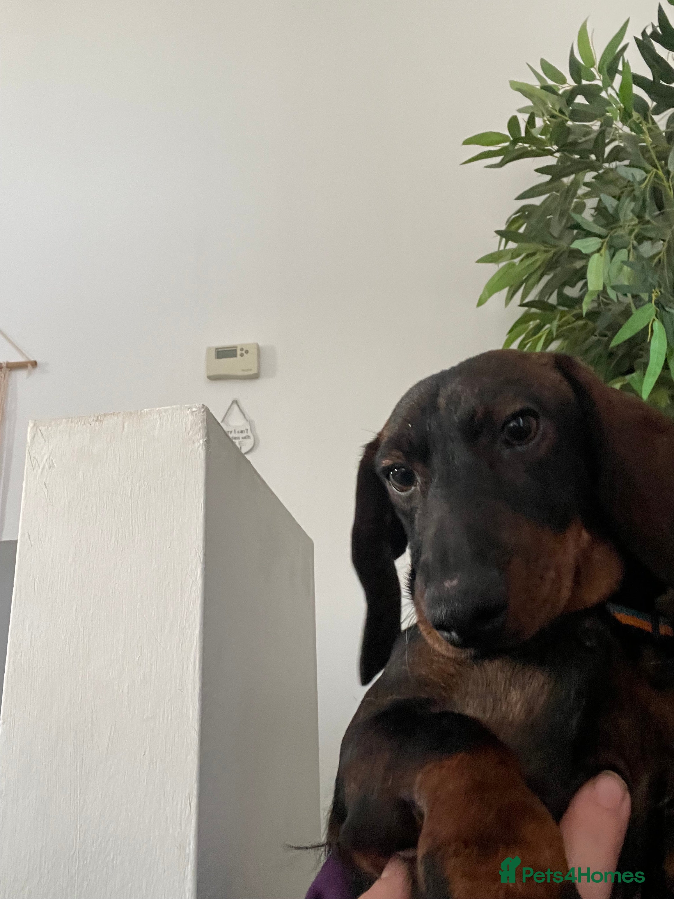 Miniature Dachshund dogs Miniature Dachshund  - Advert 2