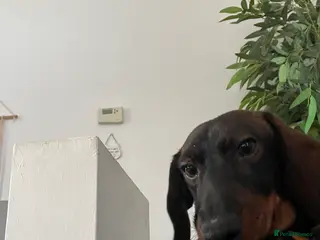 Miniature Dachshund dogs Miniature Dachshund - Advert 1