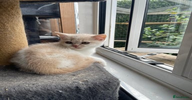 British Shorthair cats in Manningtree - Advert 9
