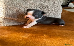 Boston Terrier dogs for sale: 🐾 Adorable Wildax Puppies! 🐾 - Image 12