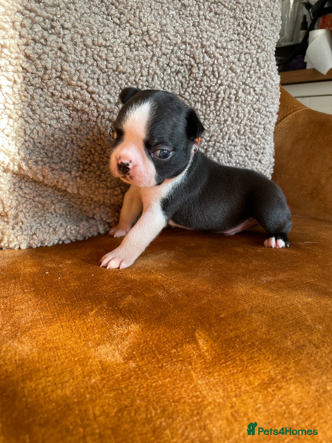 Boston Terrier dogs for sale: 🐾 Adorable Wildax Puppies! 🐾 - Image 12