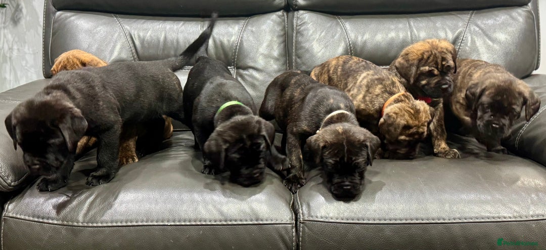 Cane Corso dogs for sale: Chunky Cane Corso Cross Pups – Ready Next Week! - Image 38