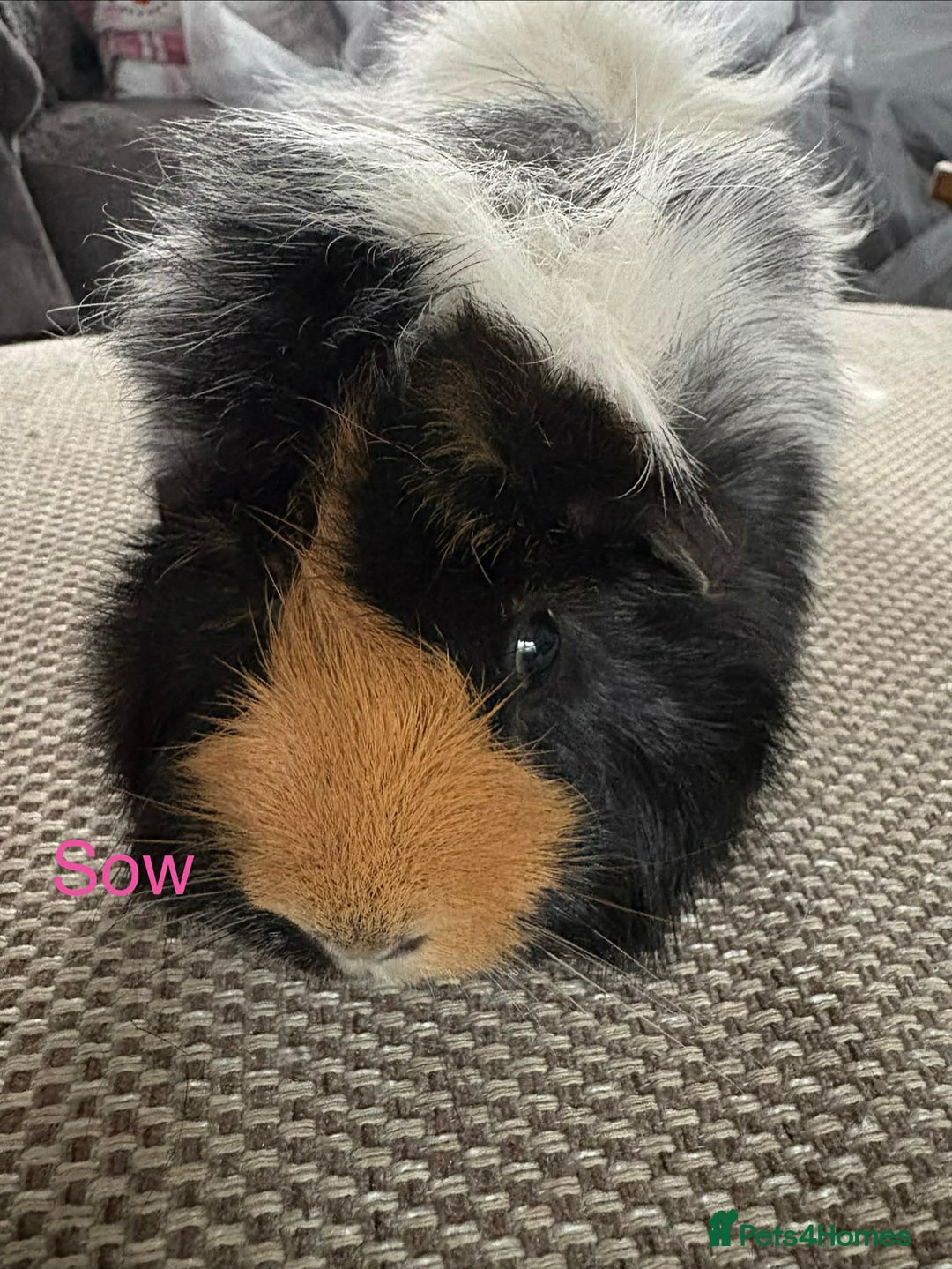 Guinea Pig rodents for sale: Adult and baby guinea pigs - Advert 1