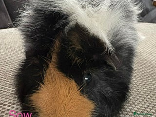 Guinea Pig rodents Adult and baby guinea pigs - Advert 2