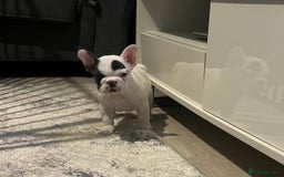 French Bulldog dogs for sale: Fluffy French Bulldogs  - Image 35