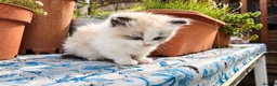 Ragdoll cats for sale: 2 beautiful Ragdoll kittens in High Wycombe - Advert 11