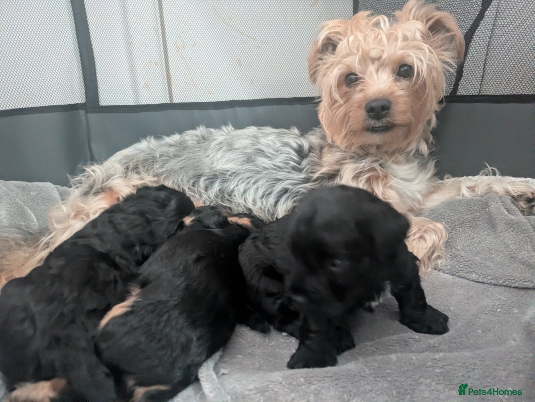Yorkiepoo dogs for sale: Adorable Yorkiepoo puppies - Advert 5