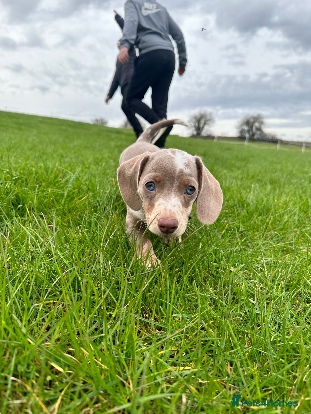 Miniature Dachshund dogs for sale: Mabel - Advert 7