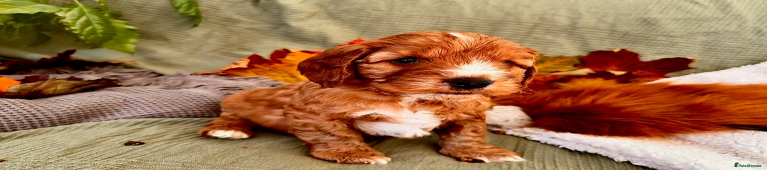 Cockapoo/Cavapoo Mix – Mr Blackberry 🖤