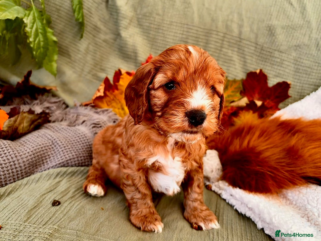 Mixed Breed dogs for sale: Cockapoo/Cavapoo Mix Puppies Available 10 Nov 25 - Image 31