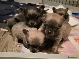 Chihuahua dogs Fluffy chihuahuas - Advert 20