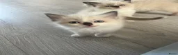Ragdoll cats for sale: Beautiful Ragdoll Kittens - Advert 9