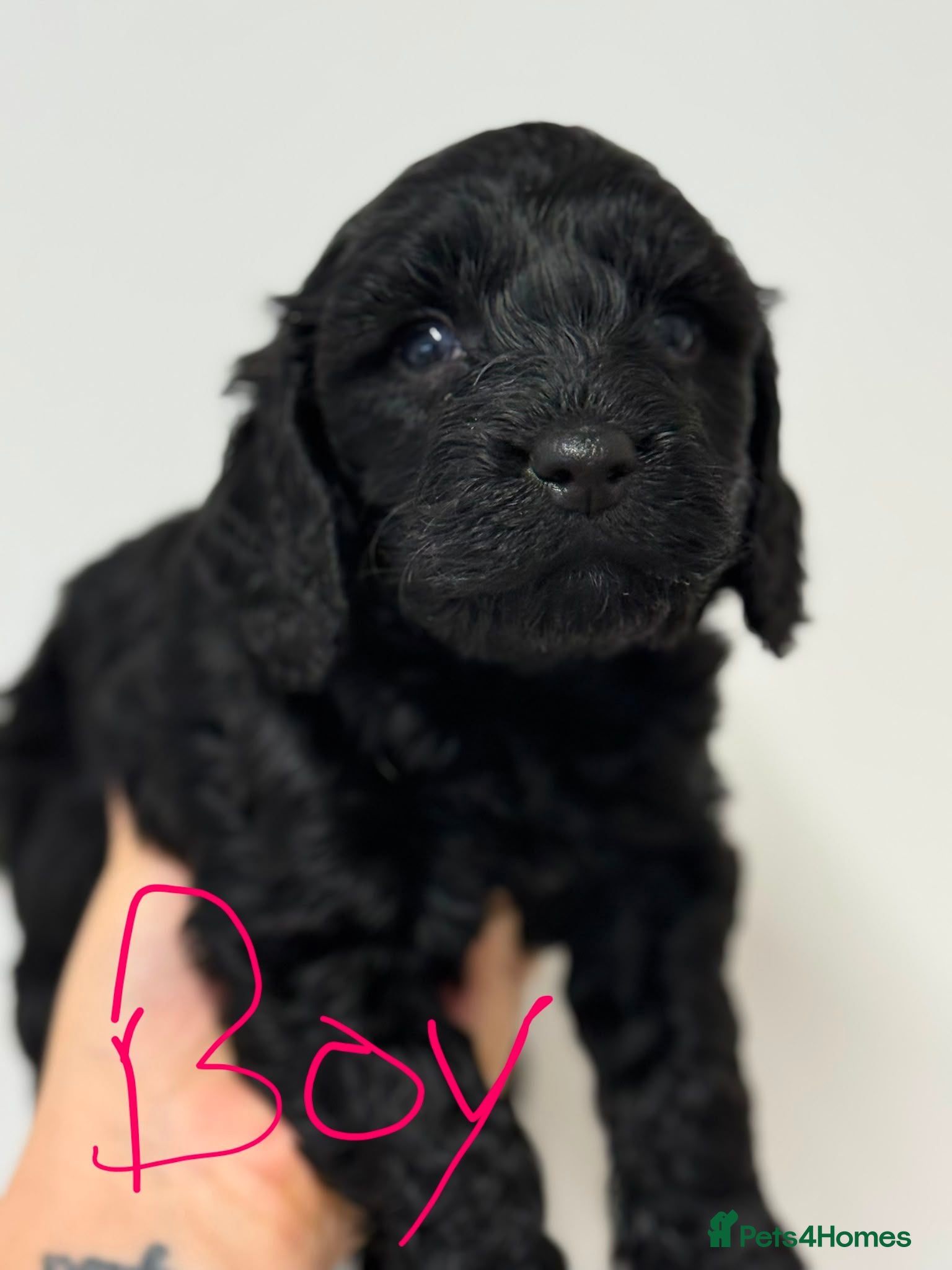 Cockapoo dogs Toy Cockapoos  - Advert 5