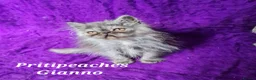 Persian cats for sale: Gccf Registered Persian Kittens  - Advert 3