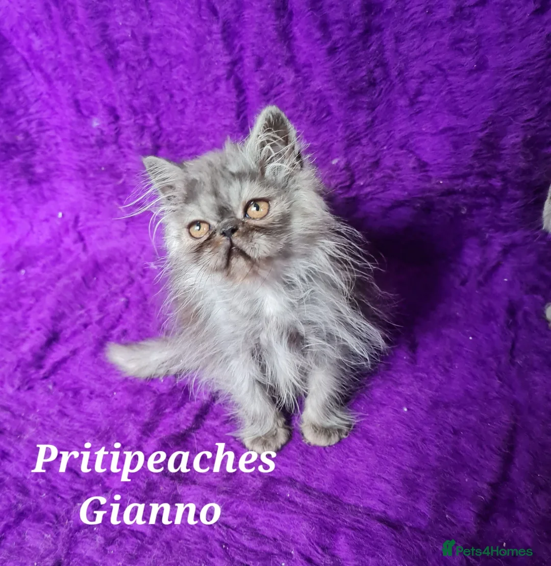 Persian cats for sale: Gccf Registered Persian Kittens  - Advert 2