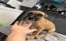 Staffordshire Bull Terrier dogs for sale: Beautiful Staffy pups  in Shrewsbury - Image 8