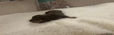 Dachshund 1