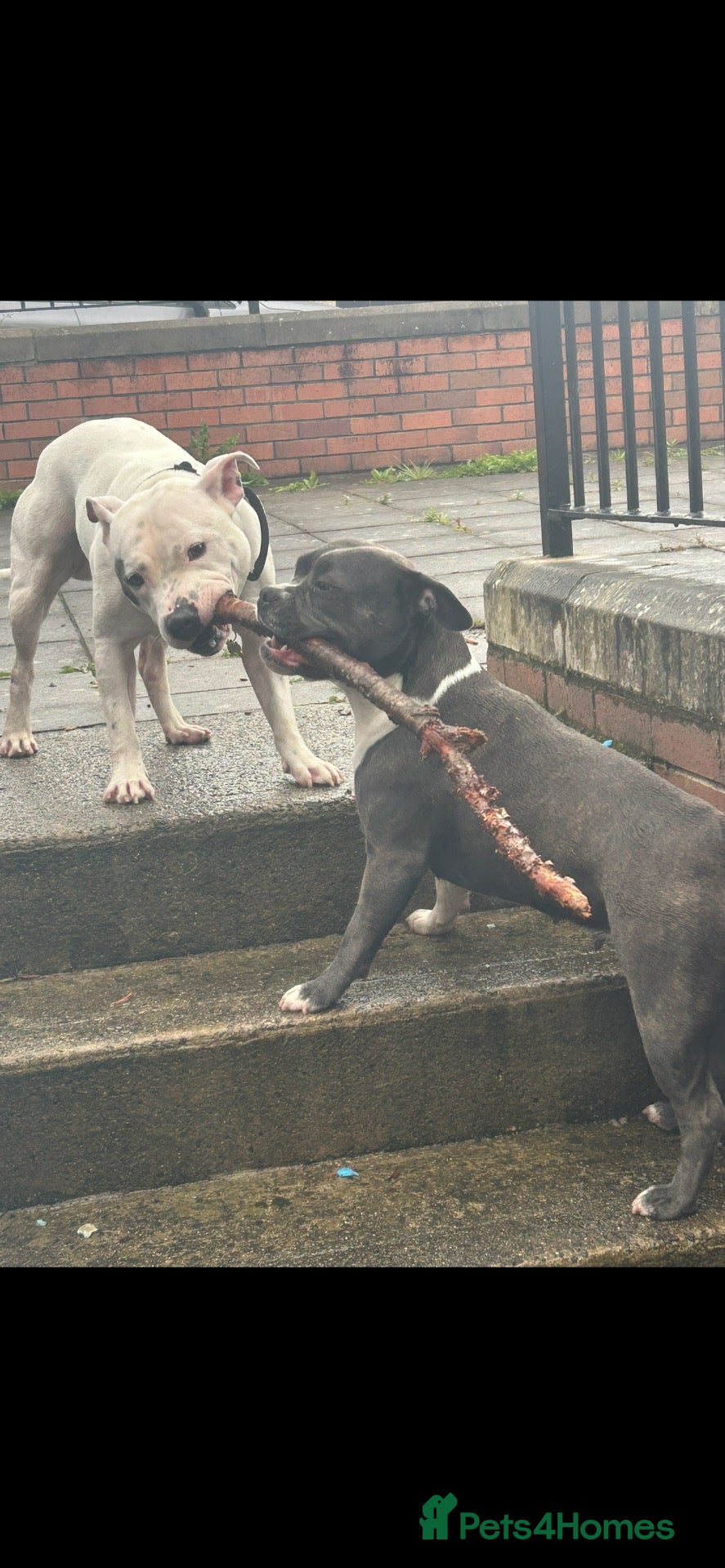 Mixed Breed dogs THREE LEFT staffy frenchie pups  - Advert 4