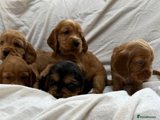 Cocker Spaniel dogs Show cocker spaniel pups - Advert 18