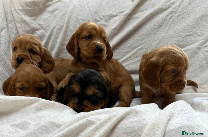 Cocker Spaniel dogs Show cocker spaniel pups - Advert 8