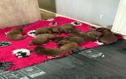 Borador dogs for sale: Gorgeous litter of chocolate Labrador cross pups  - Image 7