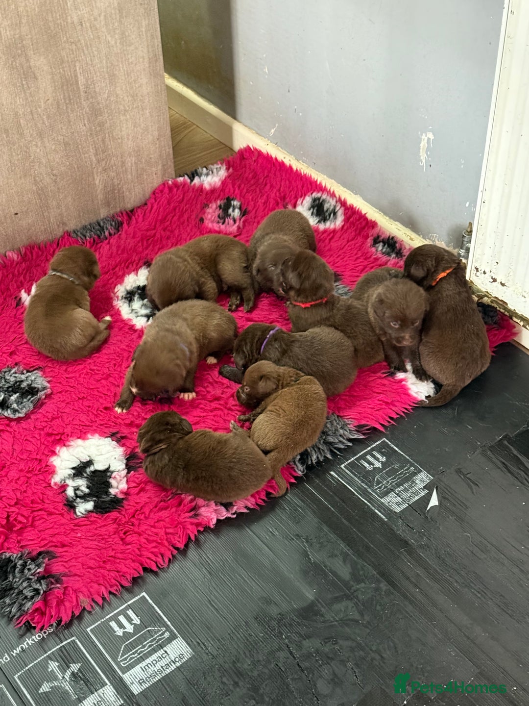 Borador dogs for sale: Gorgeous litter of chocolate Labrador cross pups  - Image 7