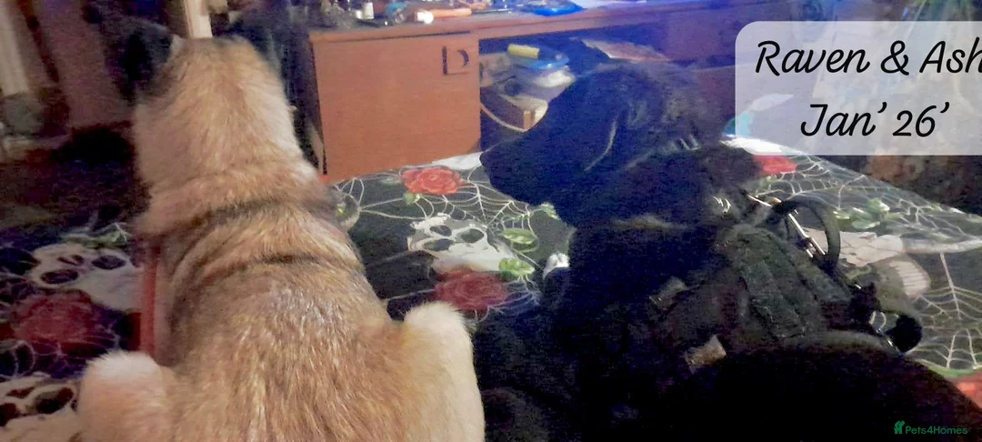 Mixed Breed dogs for adoption: Raven, 1.5 yrs approx. Is ADOPTED - Advert 17