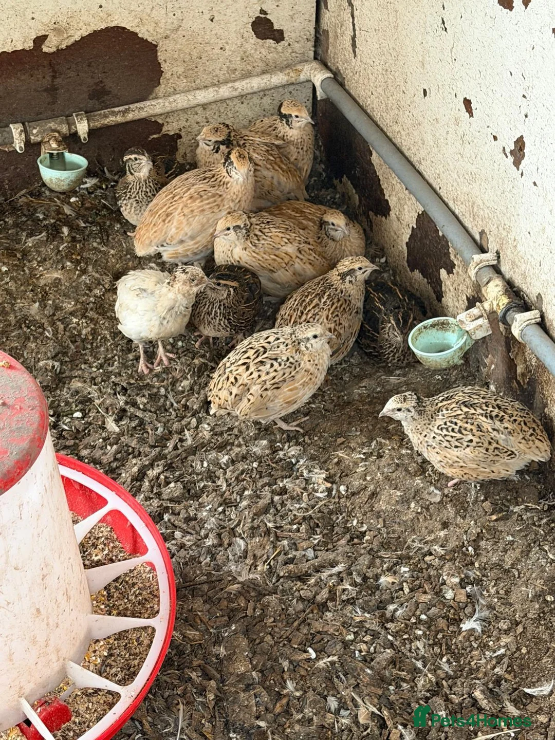 Pheasants poultry for sale: Lady Amherst's pheasant - Advert 2