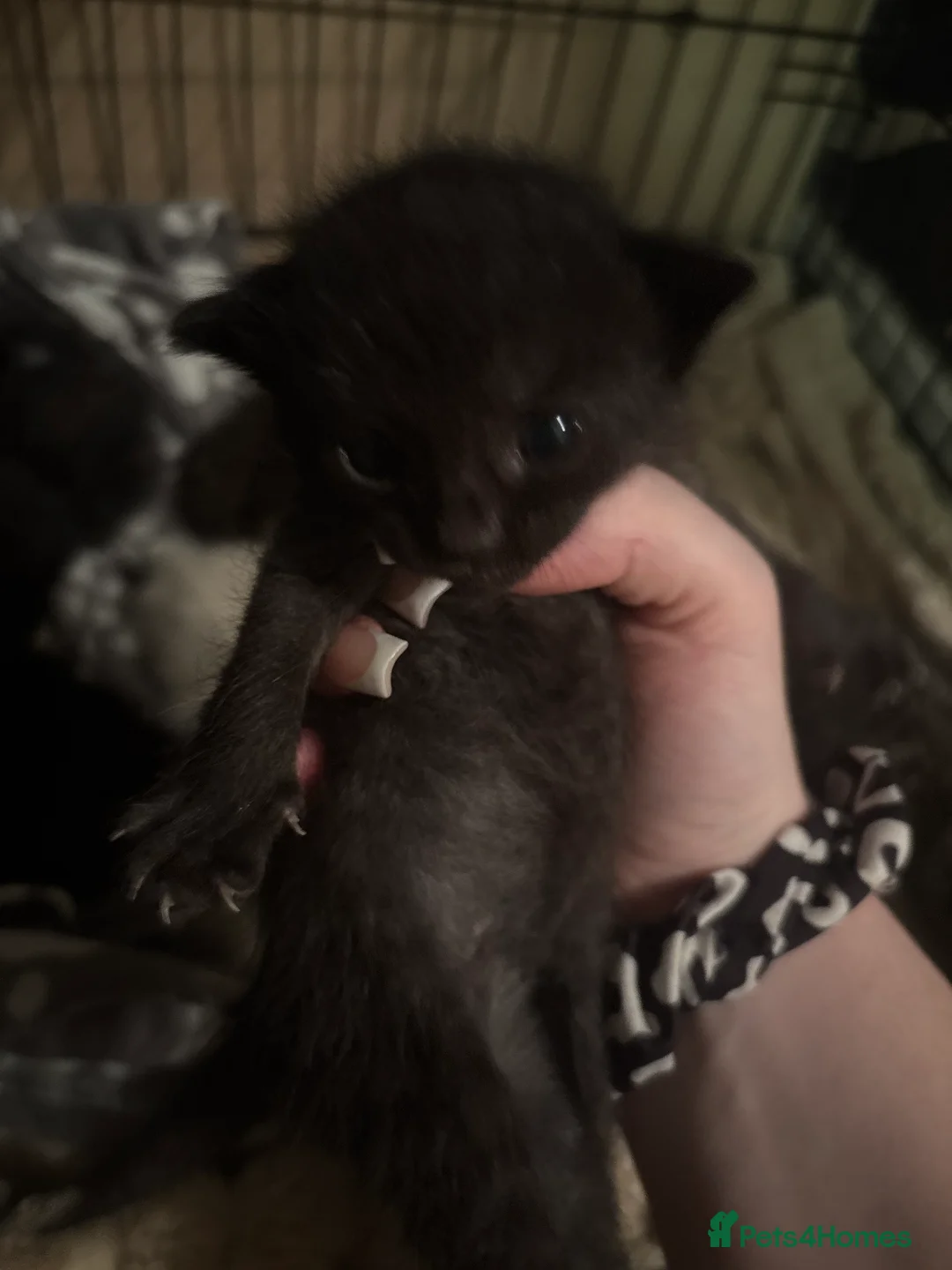 Mixed Breed cats for sale: mixed breed kittens for sale  - Advert 9