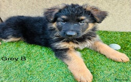 German Shepherd dogs for sale: German Shepherd pups for sale  - Image 7