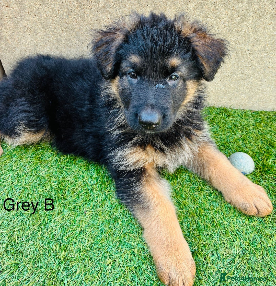 German Shepherd dogs for sale: German Shepherd pups for sale  - Image 7